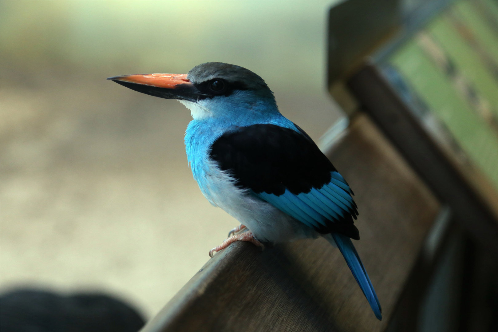 Blue-breasted Kingfisher (Halcyon malimbica), January 2018