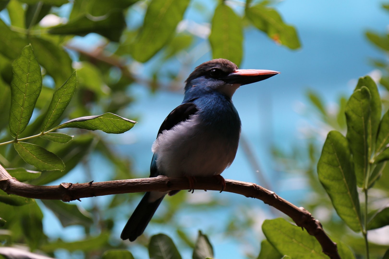 Blue-breasted Kingfisher (Halcyon malimbica)