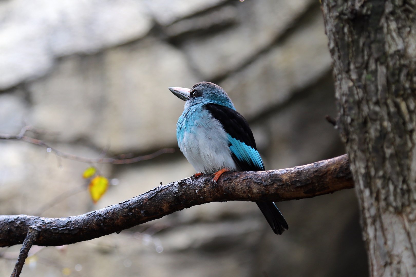 Blue-breasted Kingfisher (Halcyon malimbica)