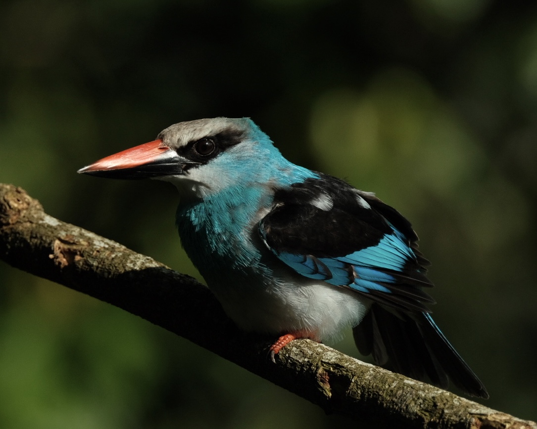 Blue-breasted Kingfisher (Halcyon Malimbica)