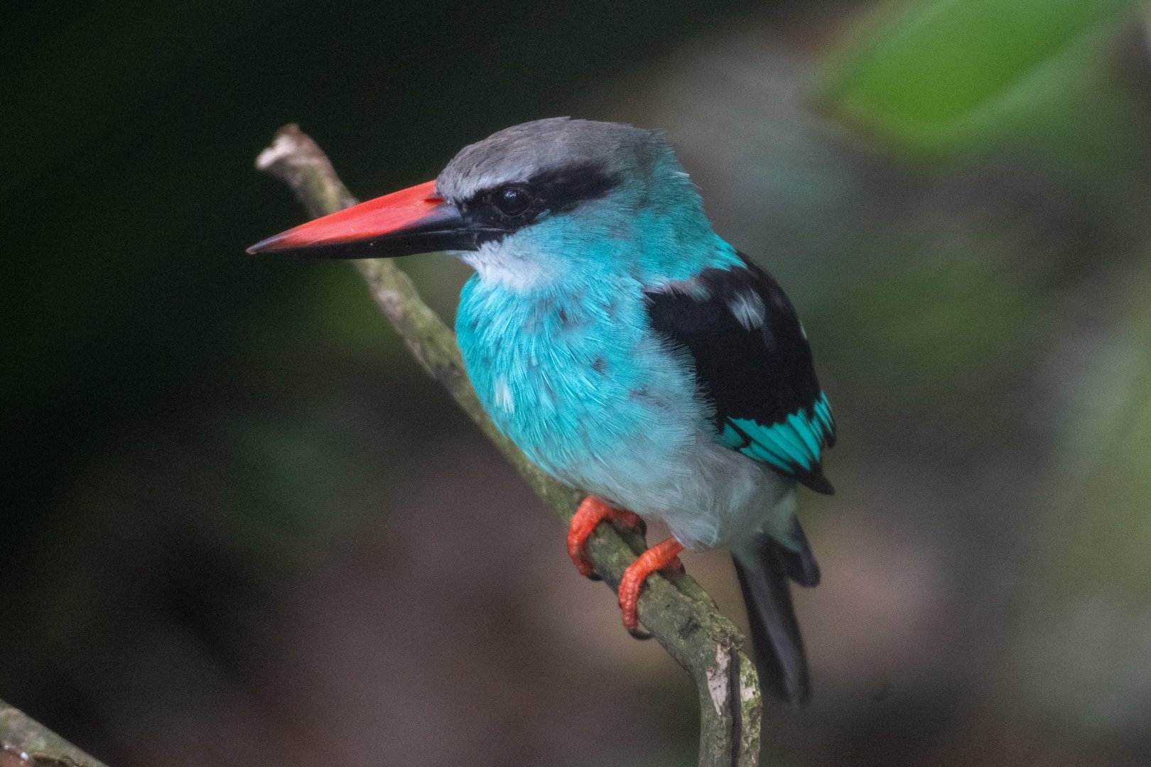 Blue-breasted Kingfisher (Halcyon malimbica)