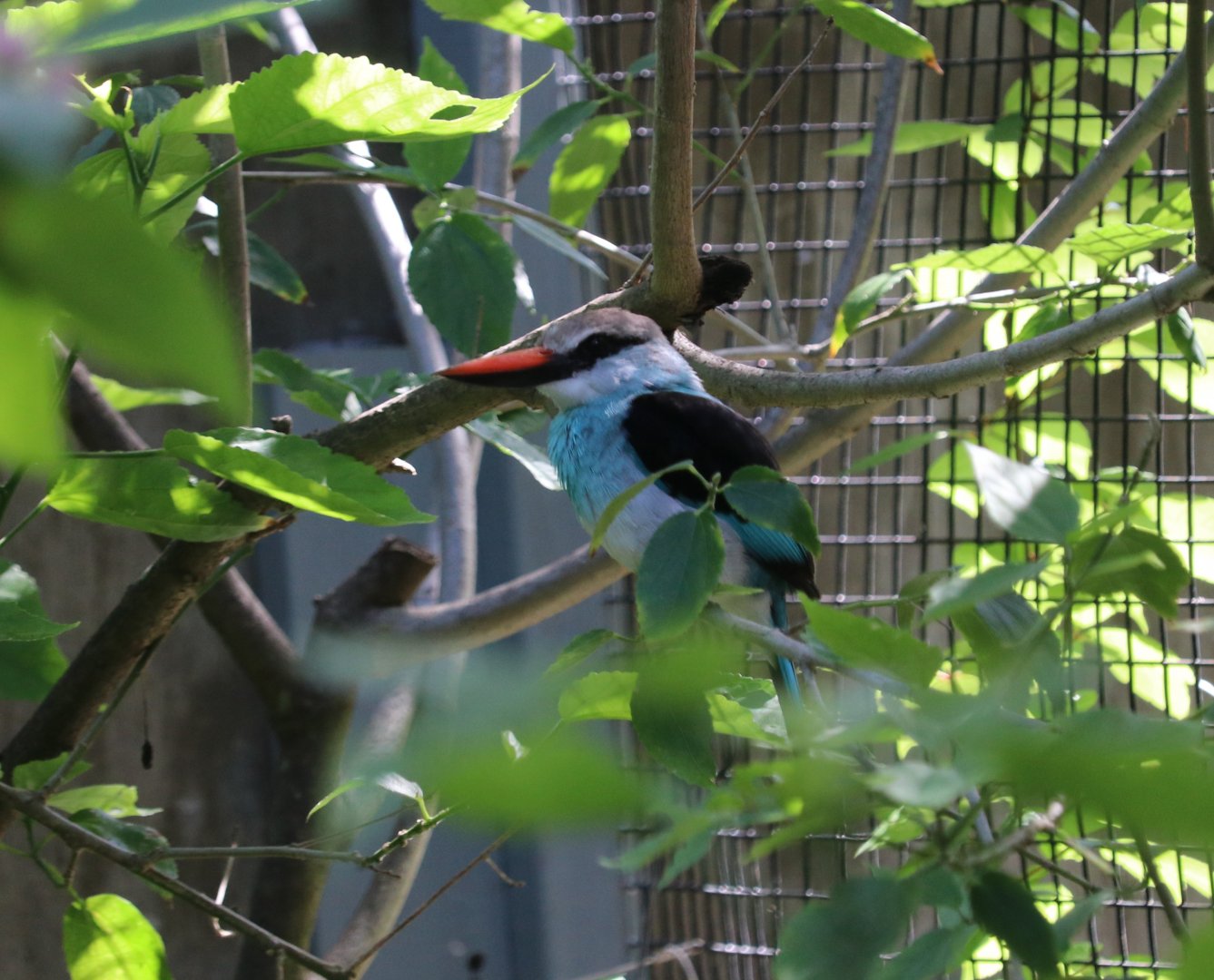 Blue-breasted Kingfisher (Halcyon malimbica)