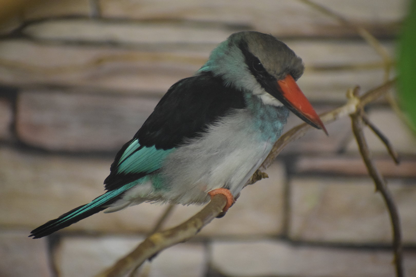 Blue-breasted kingfisher - October 2023