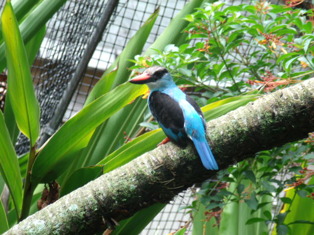 Blue-Breasted Kingfisher