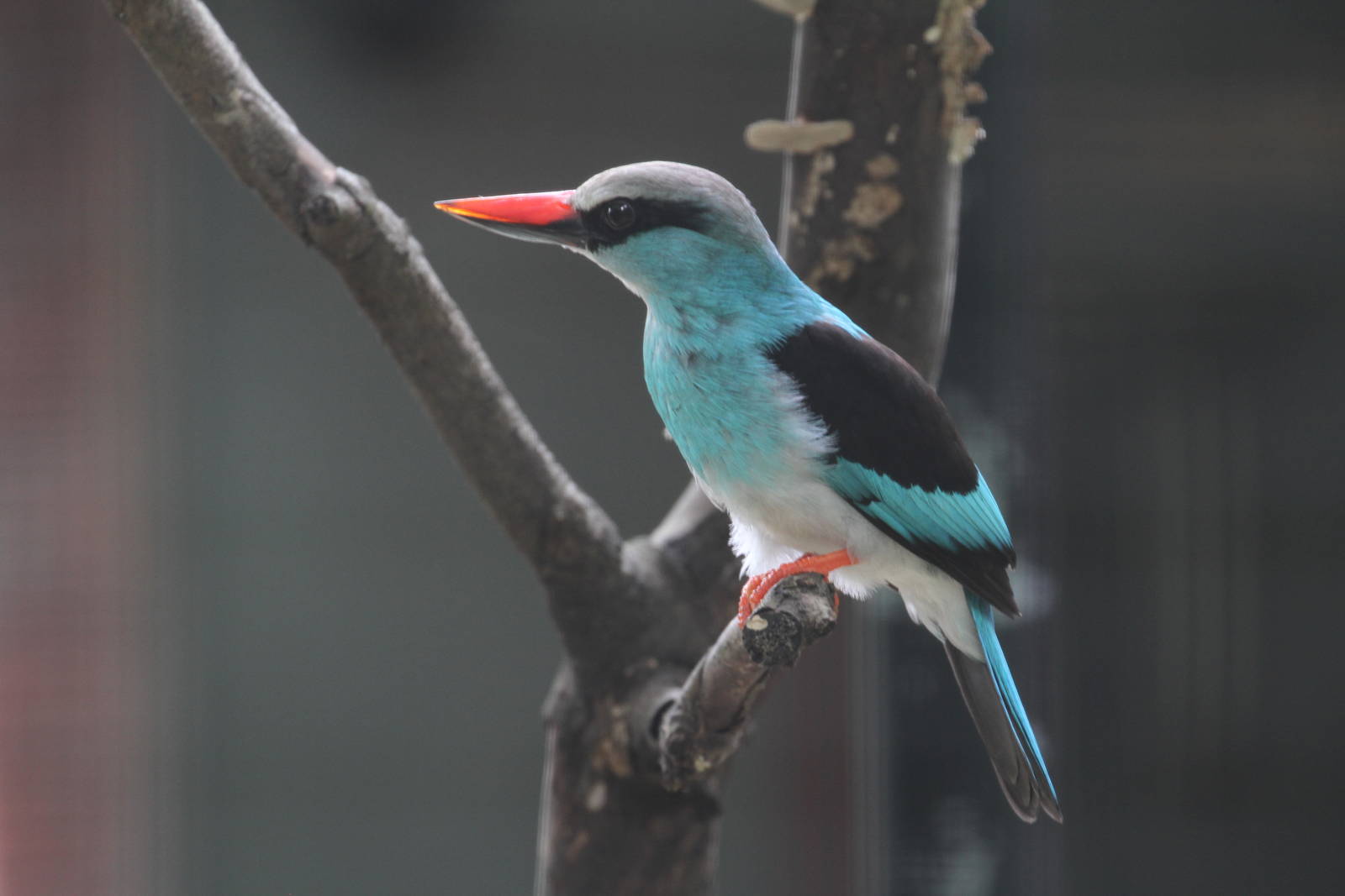 Blue-breasted Kingfisher