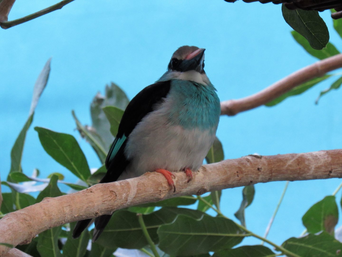 Blue breasted kingfisher