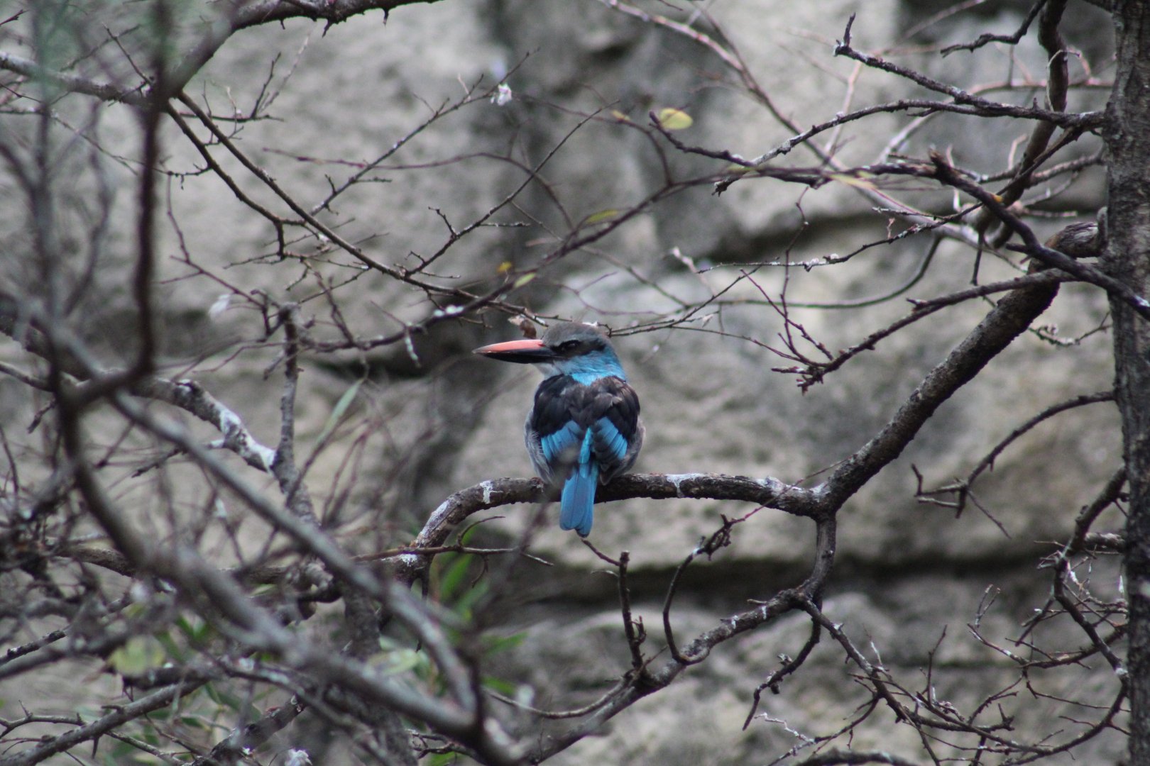 Blue-Breasted Kingfisher