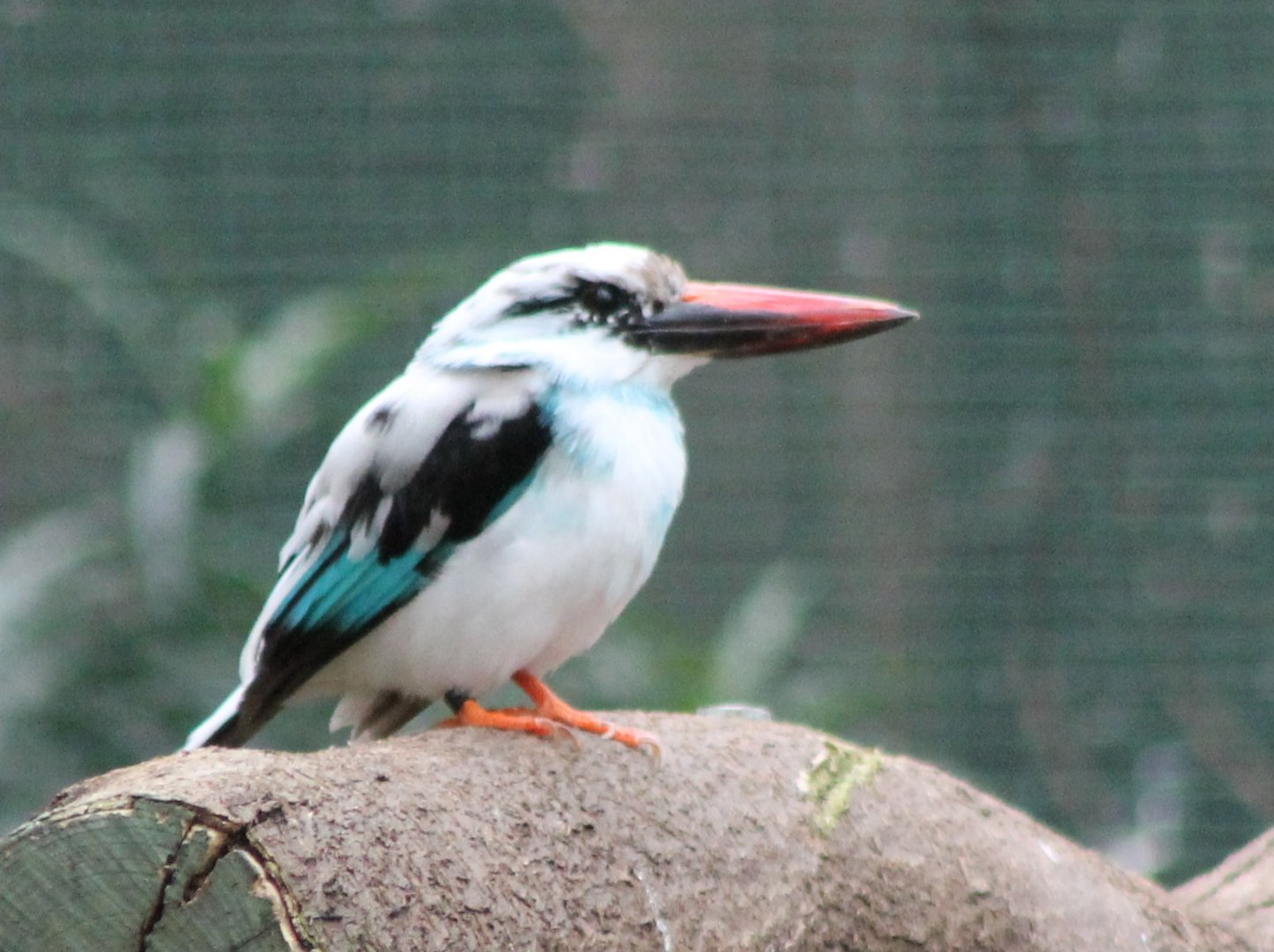 Blue-breasted kingfisher