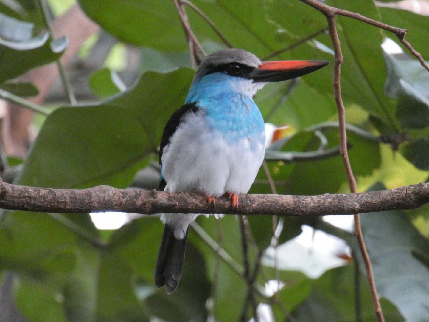 Blue-breasted Kingfisher