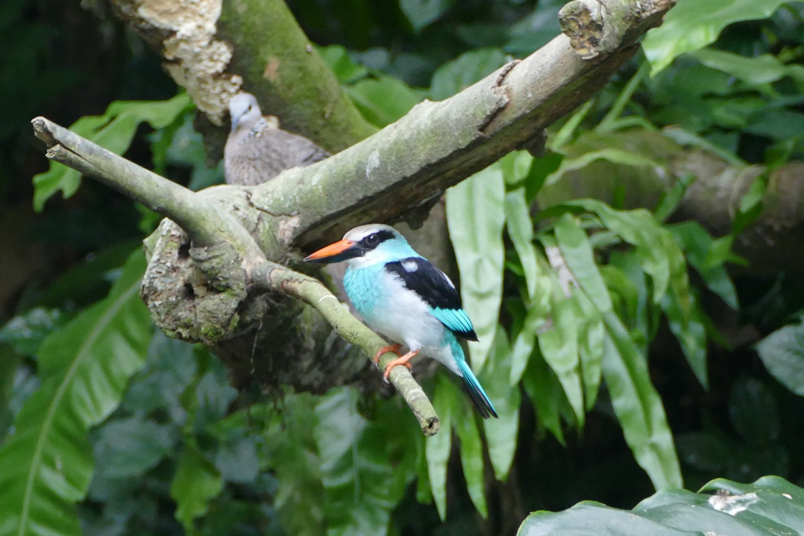 Blue-breasted kingfisher