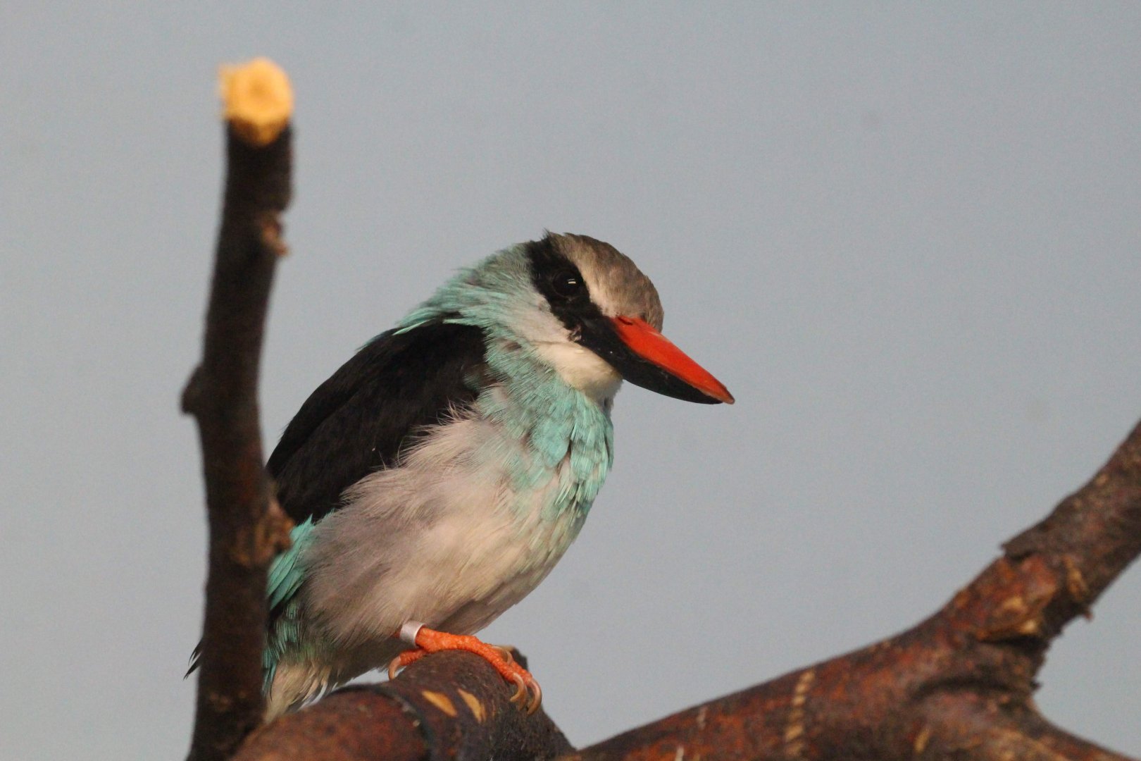 Blue-breasted Kingfisher