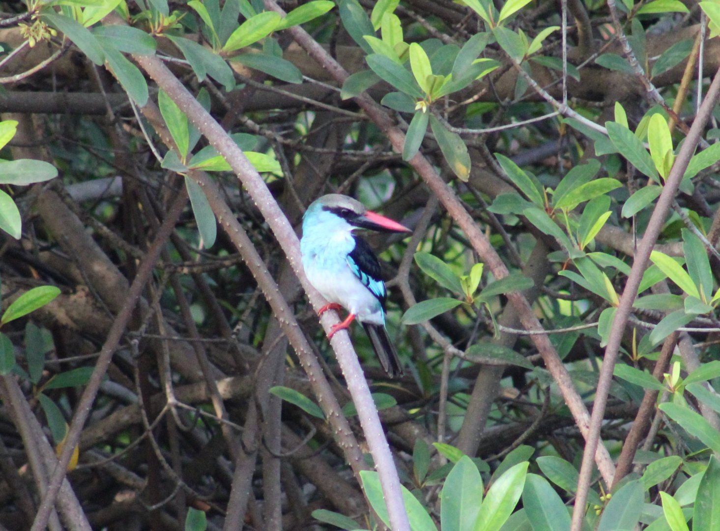 Blue-breasted kingfisher