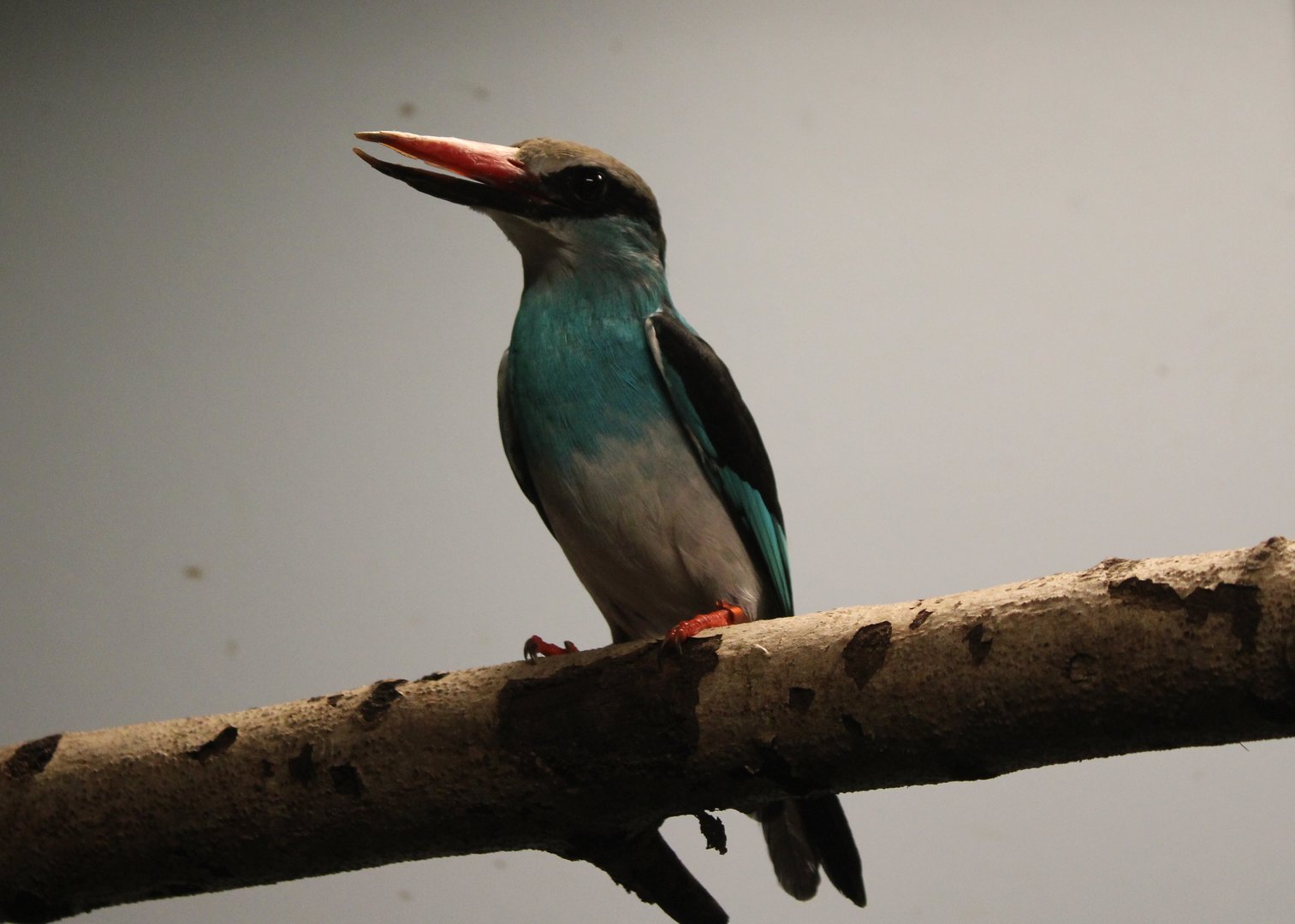 Blue-breasted kingfisher