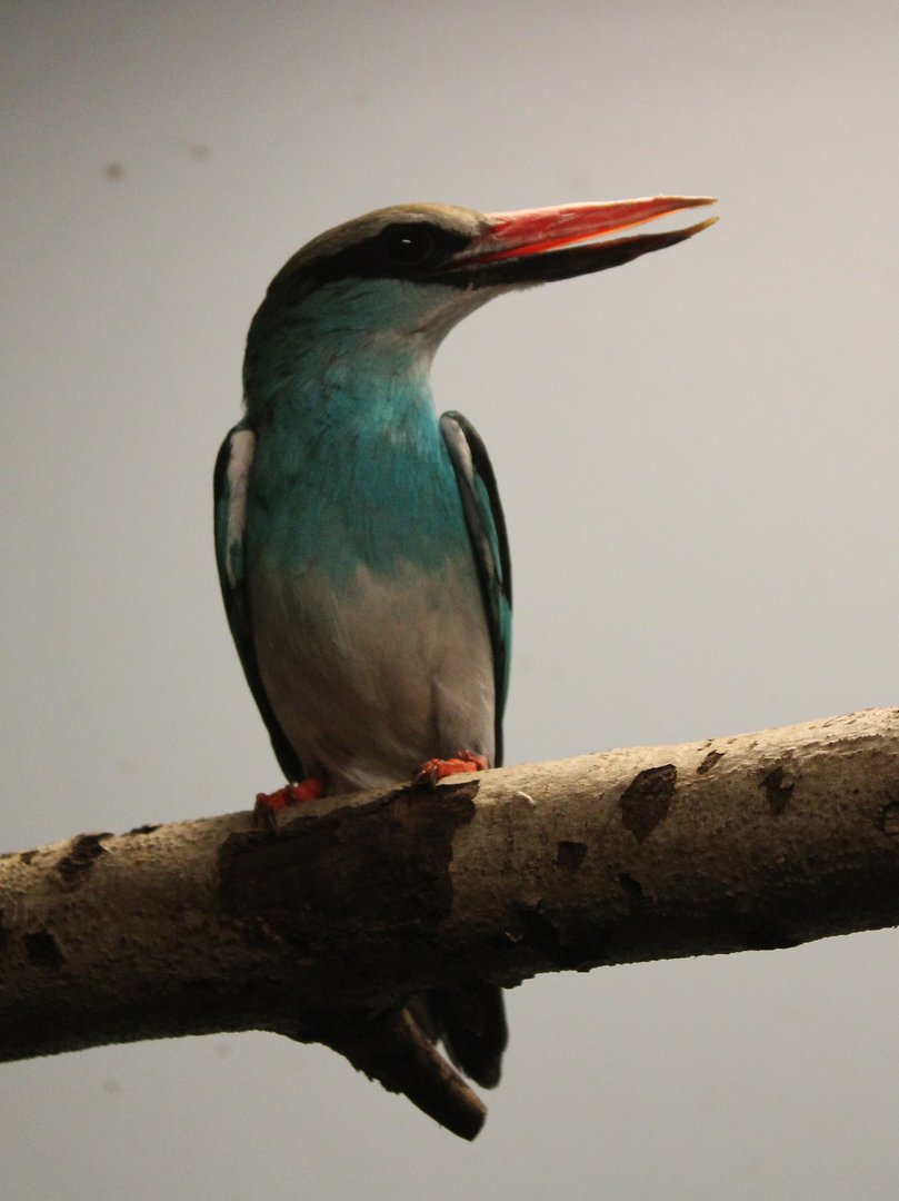 Blue-breasted kingfisher