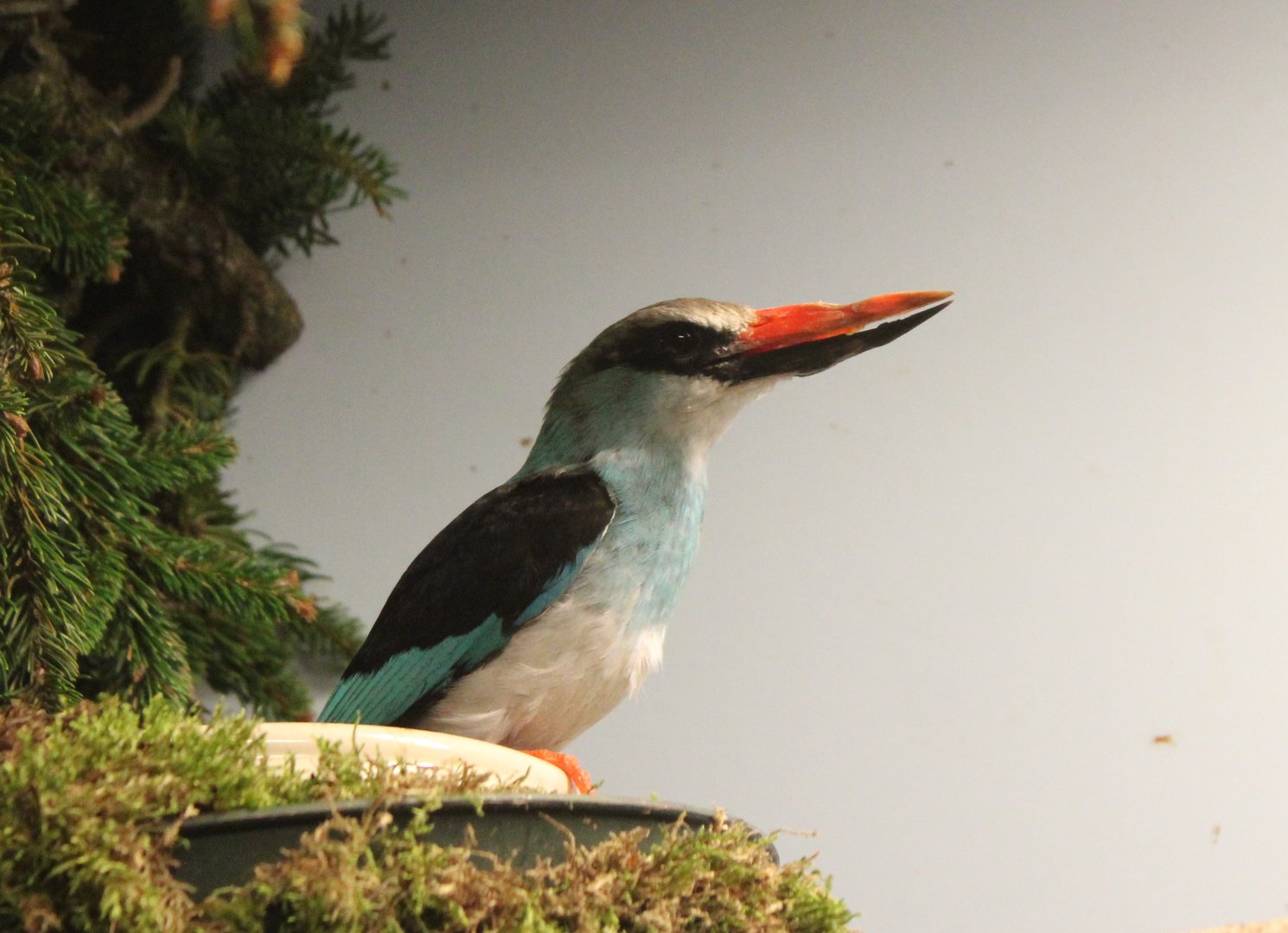Blue-breasted kingfisher