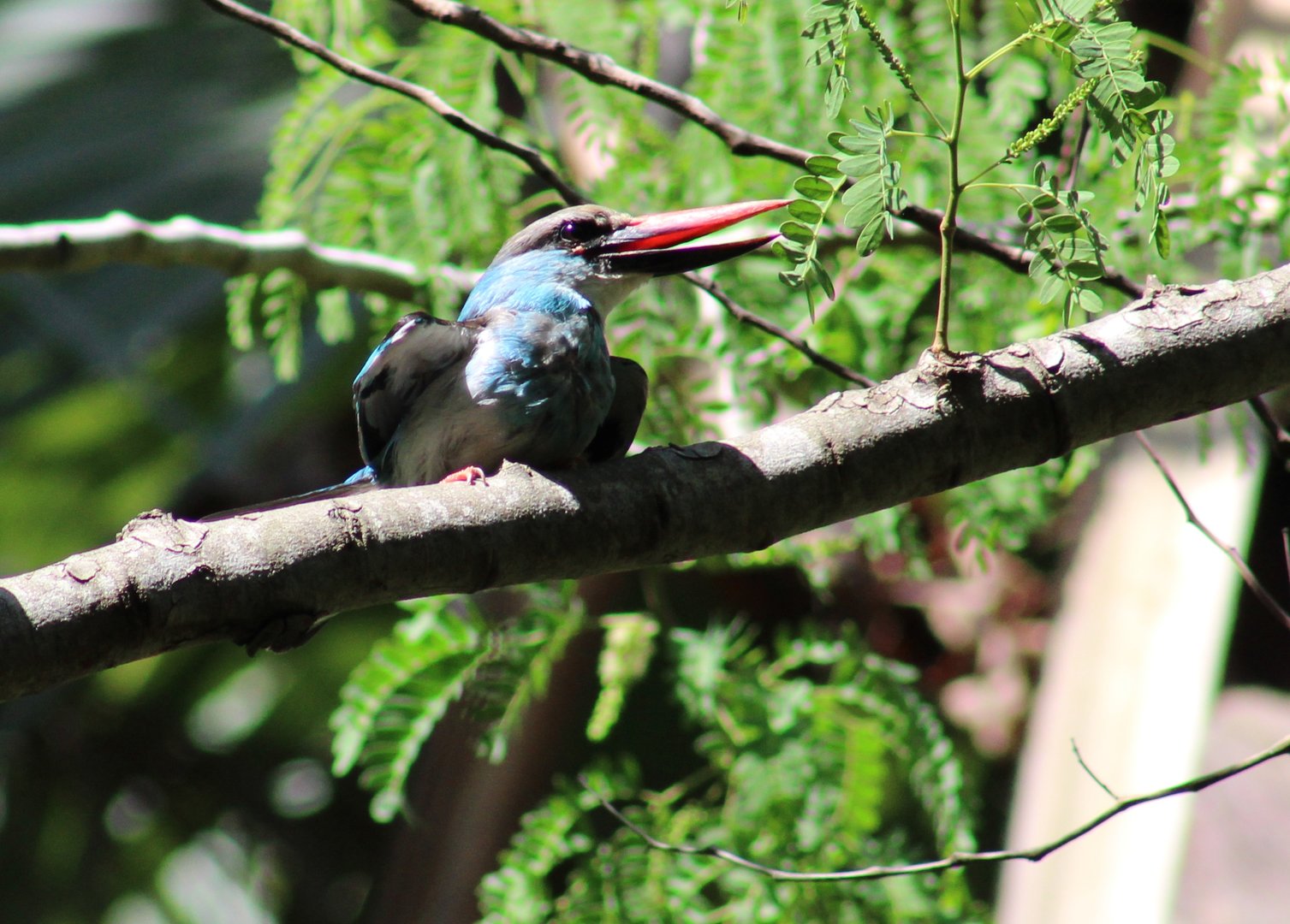 Blue-breasted kingfisher