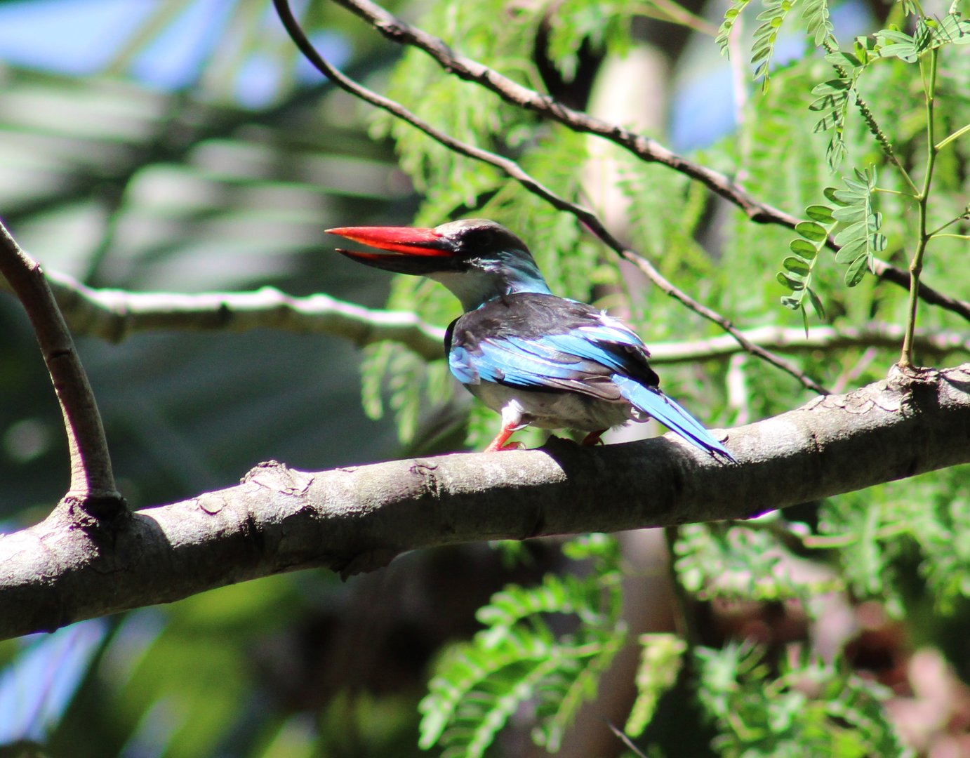 Blue-breasted kingfisher