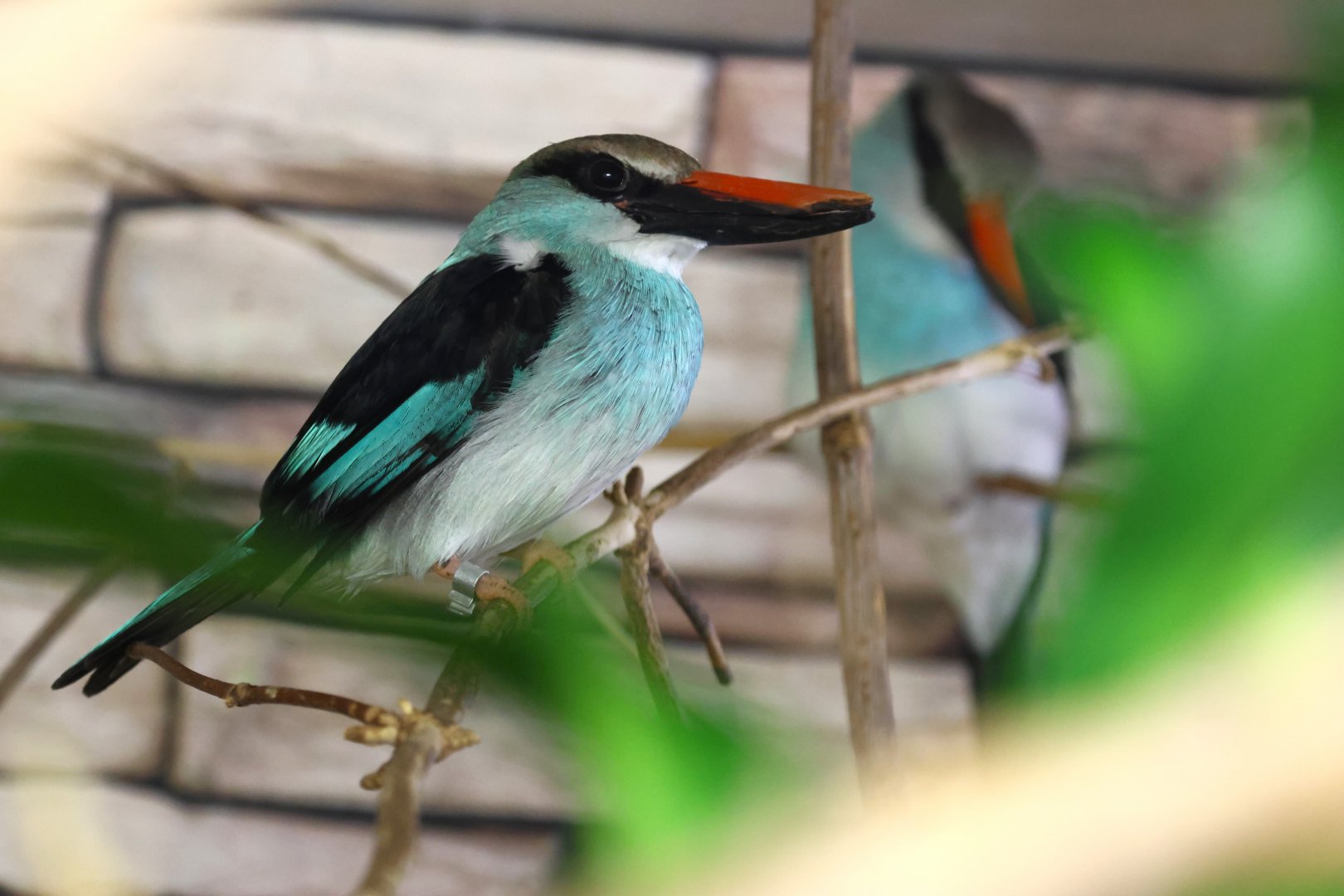 Blue-breasted kingfisher