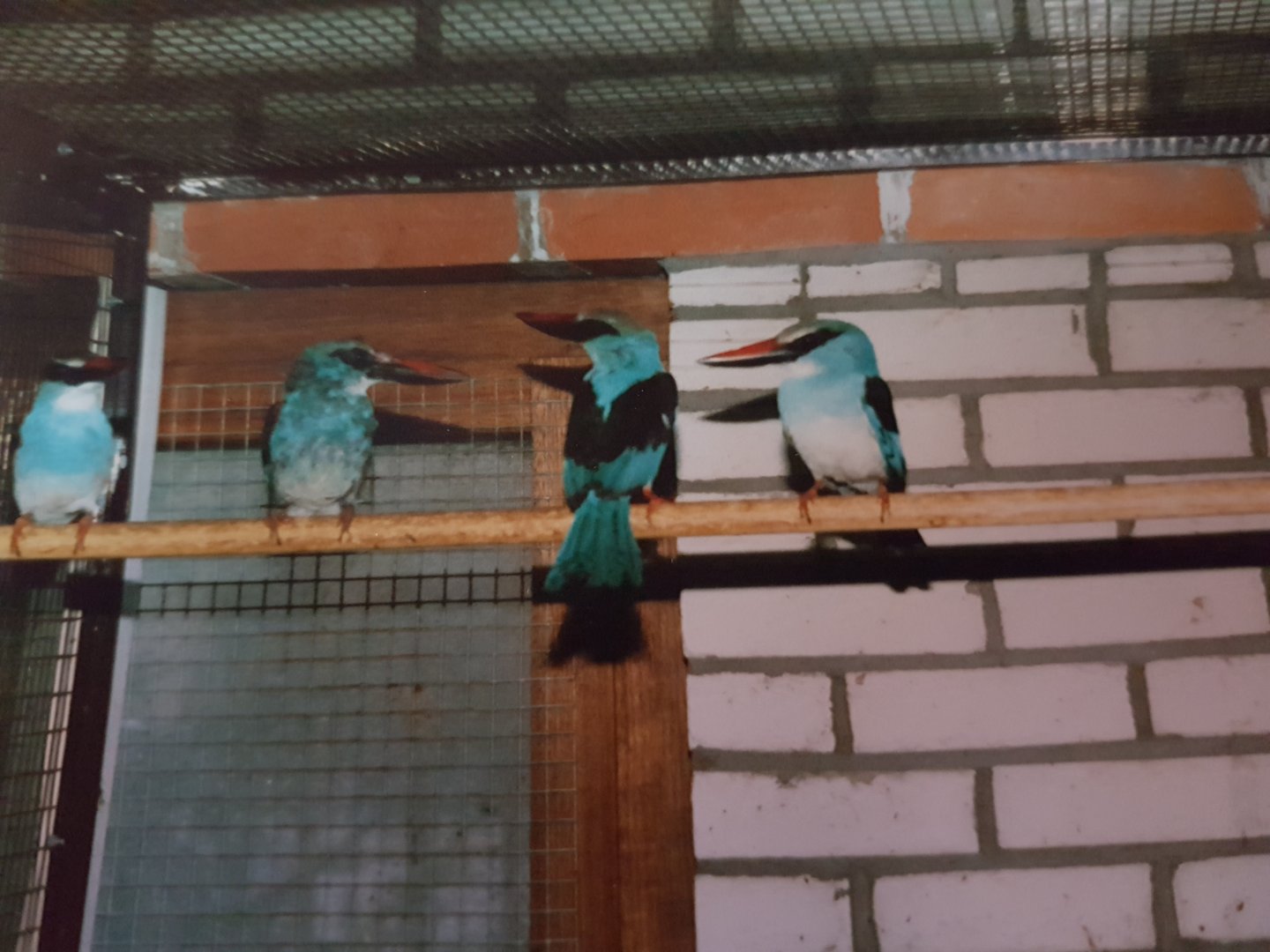 Blue-breasted kingfishers