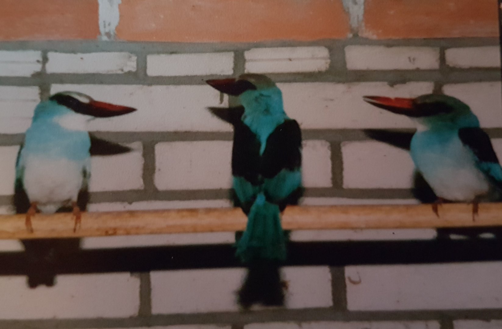 Blue-breasted kingfishers