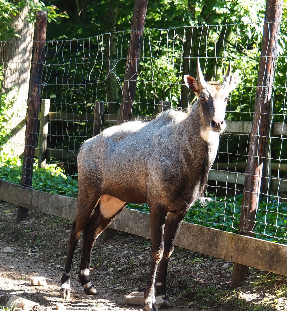 Blue bull Nilgai (Boselaphus tragocamelus), 2023-06-24