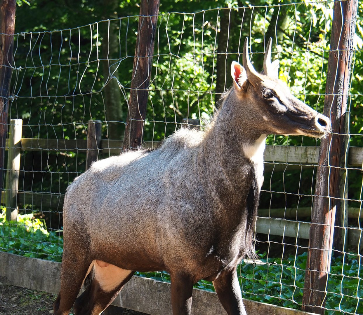 Blue bull Nilgai (Boselaphus tragocamelus), 2023-06-24
