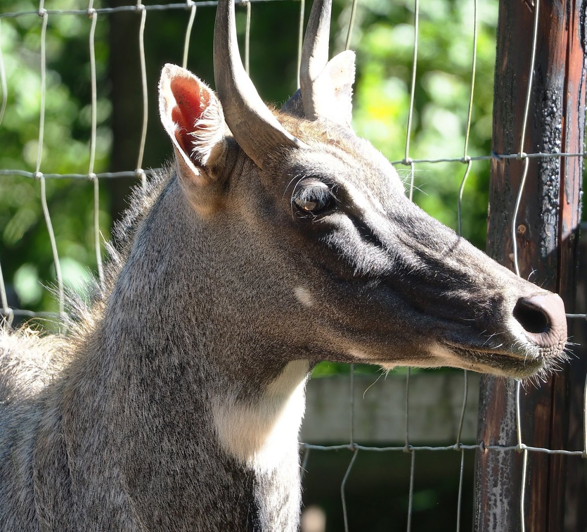 Blue bull Nilgai (Boselaphus tragocamelus), 2023-06-24