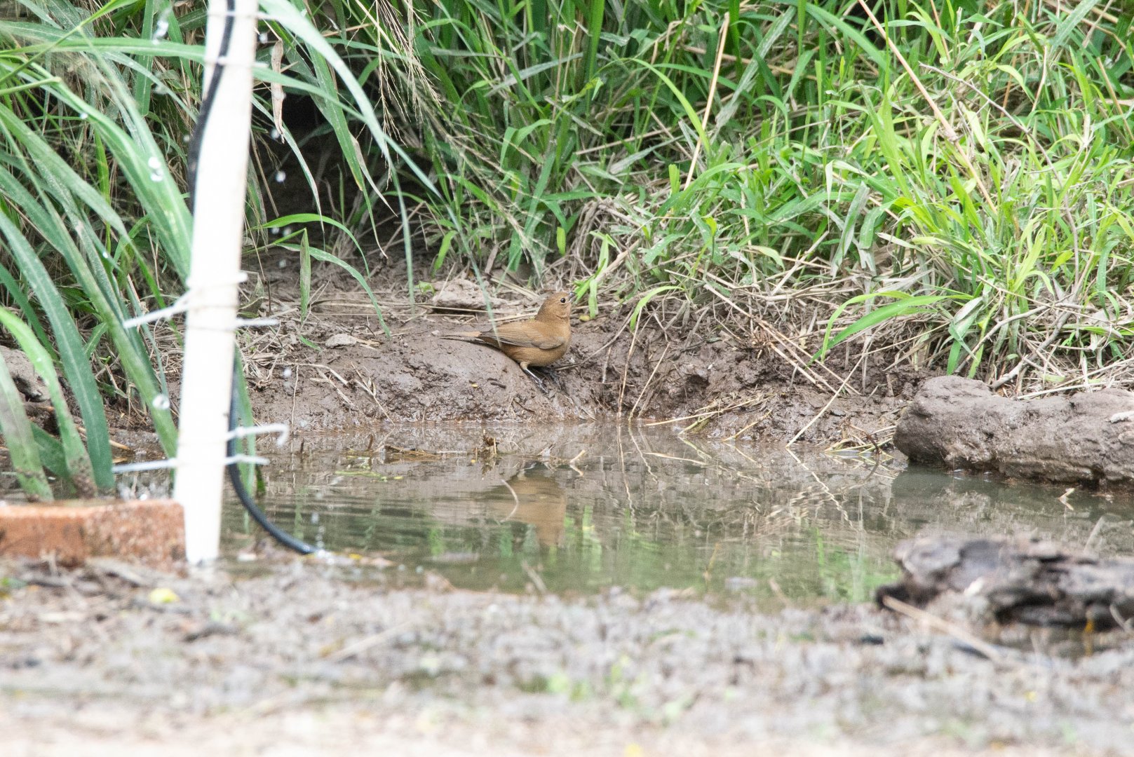 Blue Bunting female- Cyanocompsa parellina