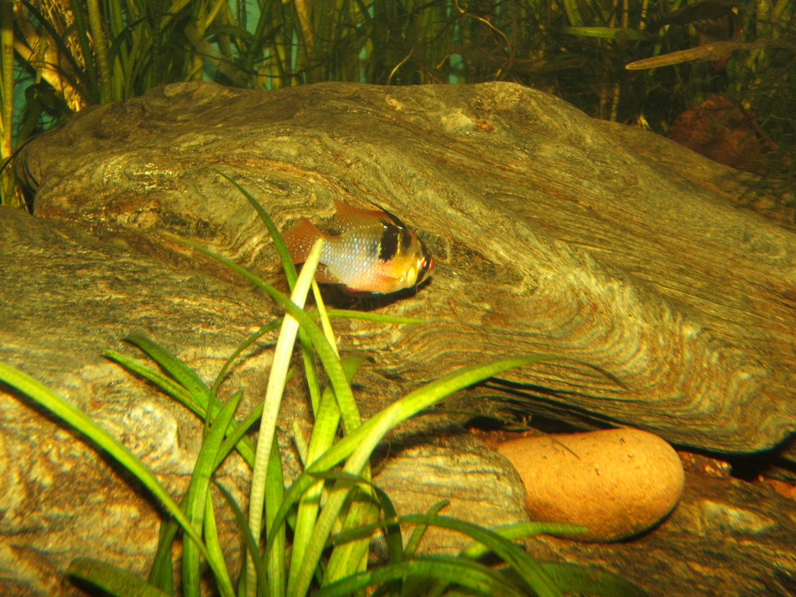 Blue Butterfly Cichlid (Mikrogeophagus ramirezi)