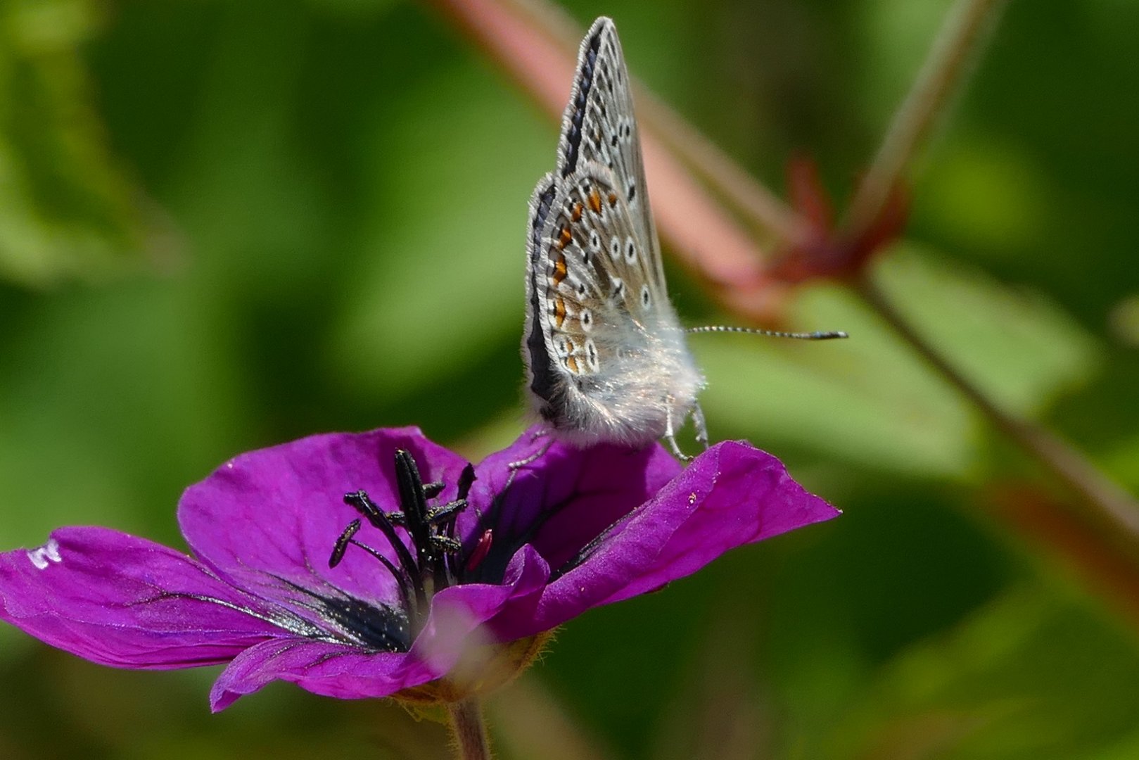 Blue Butterfly, May 2022