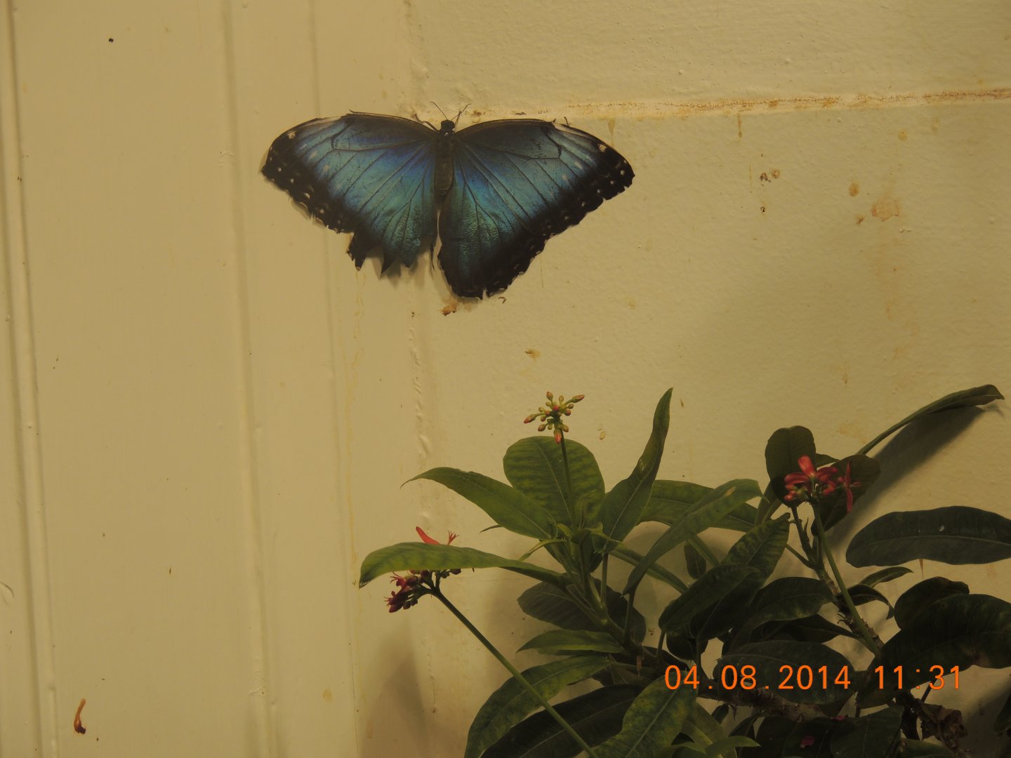 blue butterfly