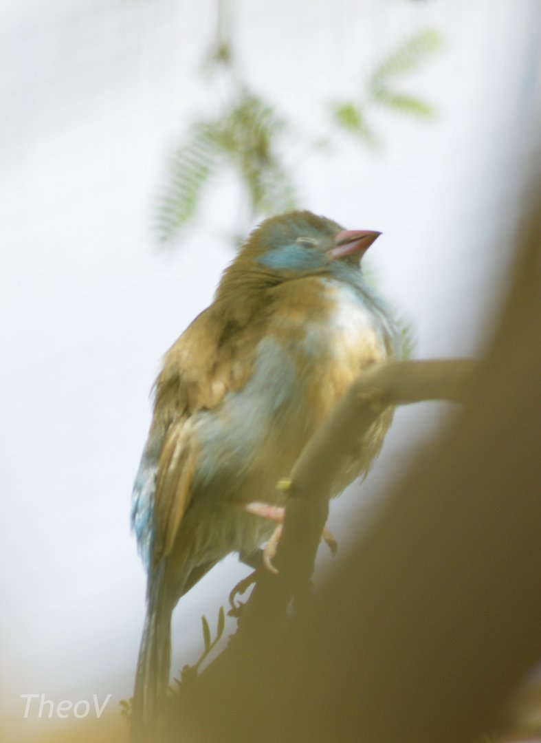 Blue-capped cordon-bleu [2018]