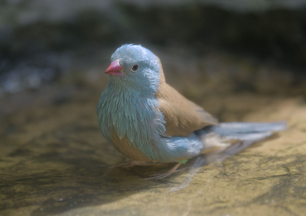Blue-capped cordon-bleu bathing