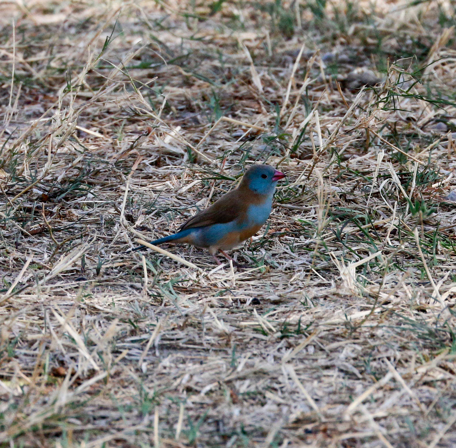 Blue-capped Cordon-bleu