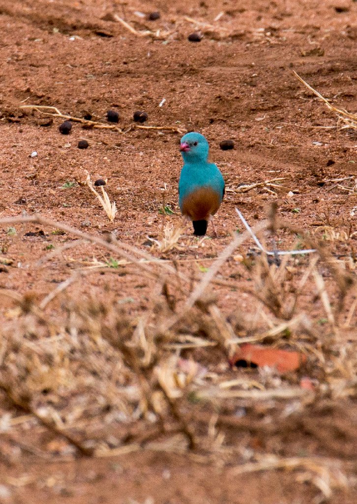 Blue-capped Cordon Bleu