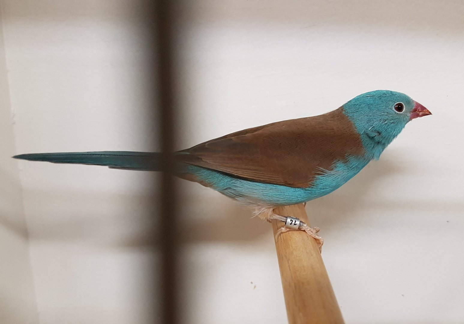 Blue-capped cordon-bleu