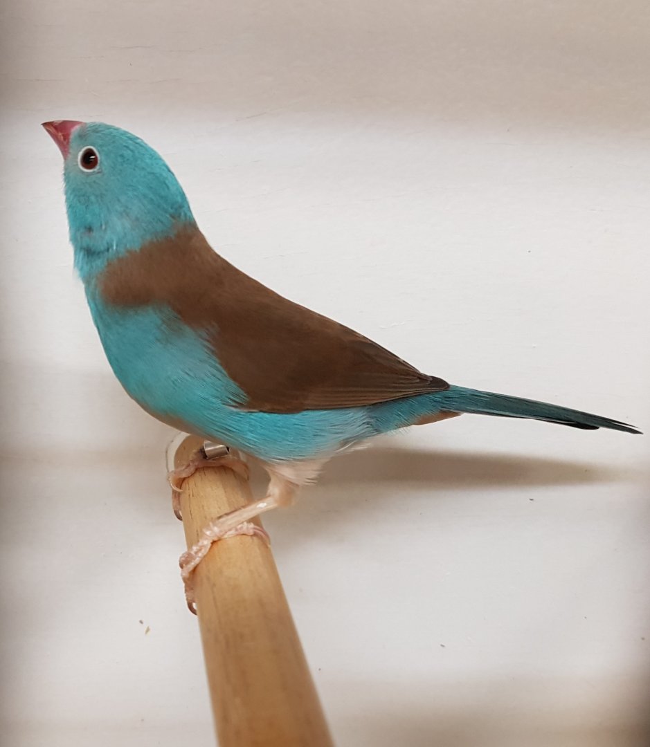 Blue-capped cordon-bleu