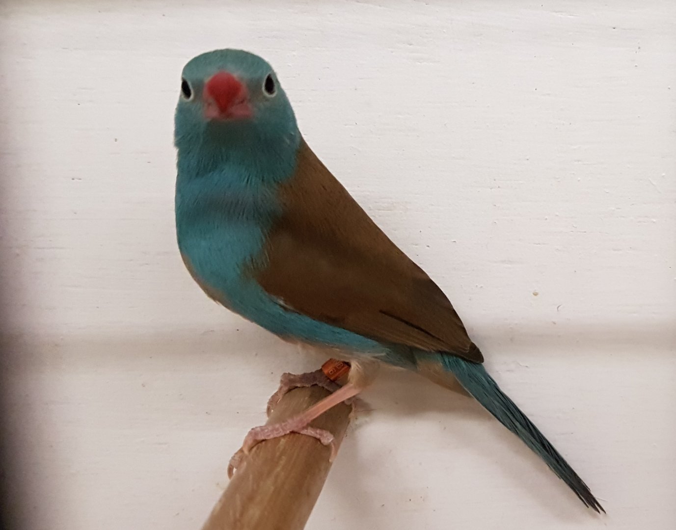 Blue-capped cordon-bleu