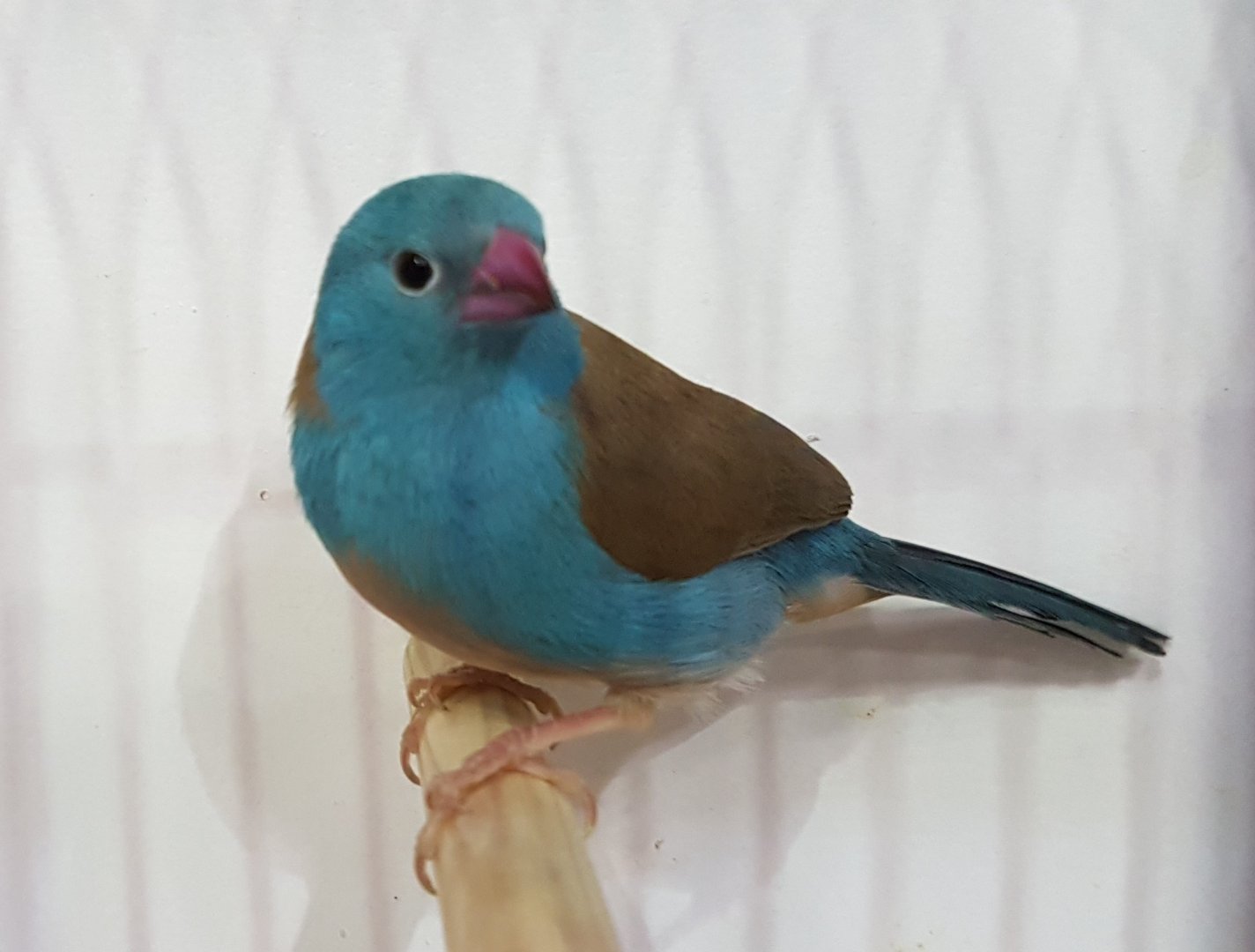 Blue-capped cordon-bleu
