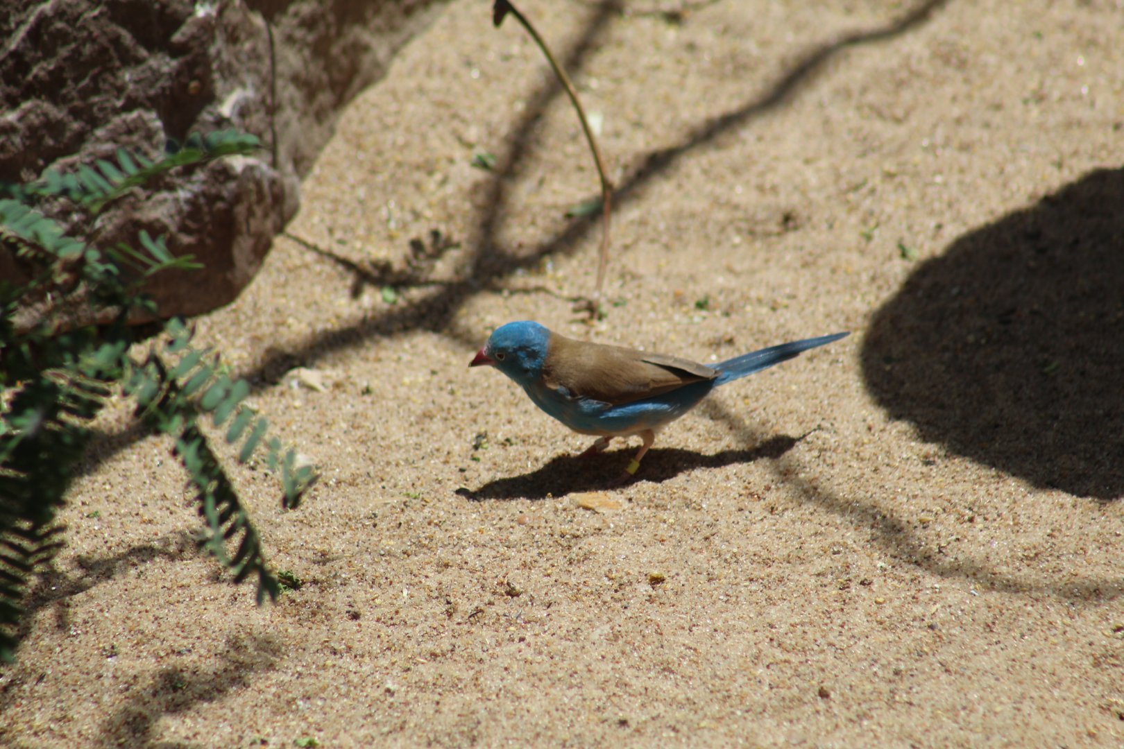 Blue-Capped Cordon-Bleu