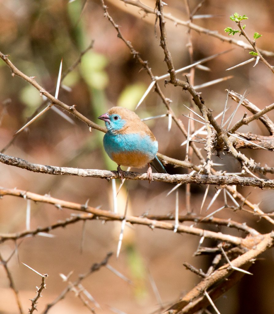 Blue-capped Cordon hen
