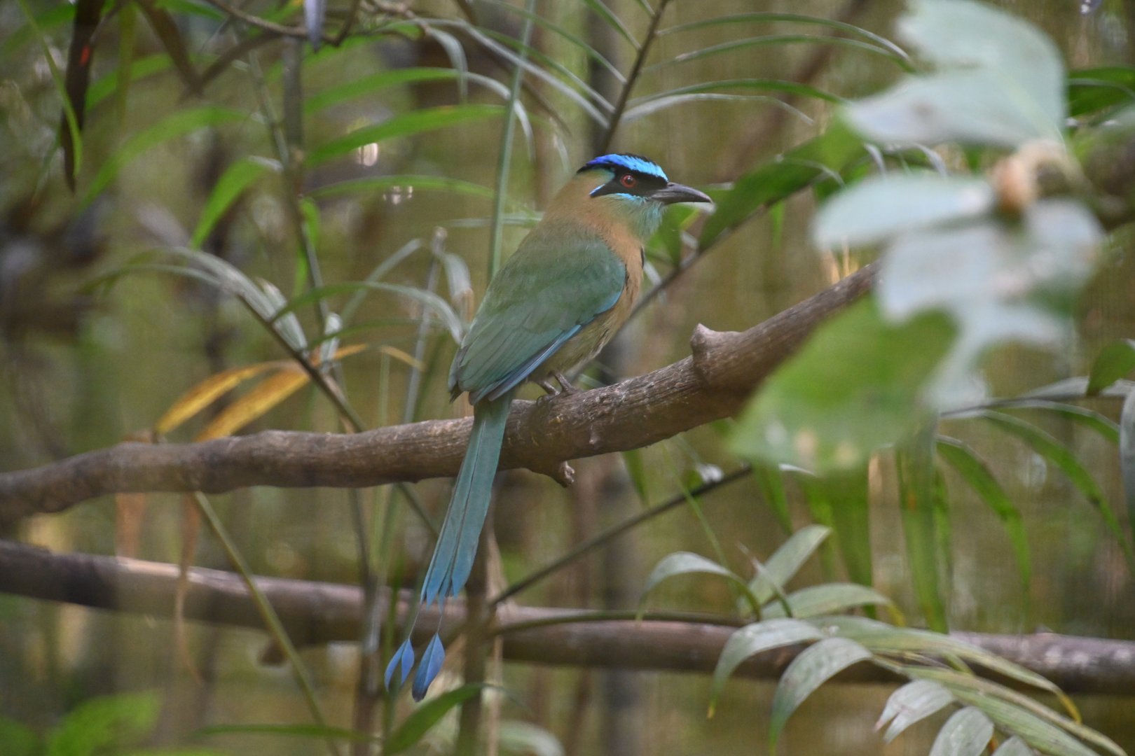 Blue-capped motmot (Momotus coeruliceps)