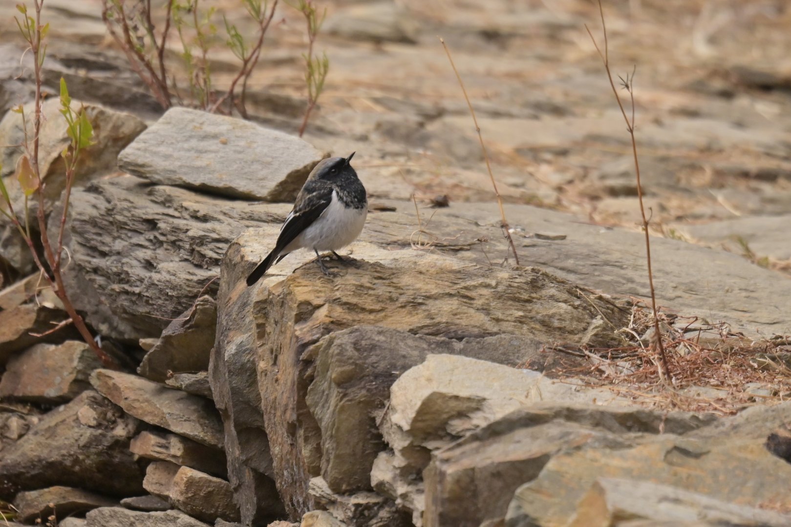 Blue-capped Redstart Phoenicurus coeruleocephala