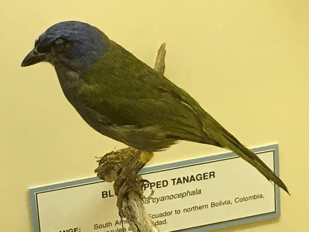 Blue capped tanager (Thraupis cyanocephala)