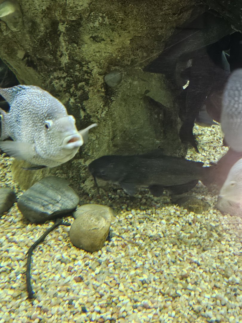 Blue catfish and Texas cichlids