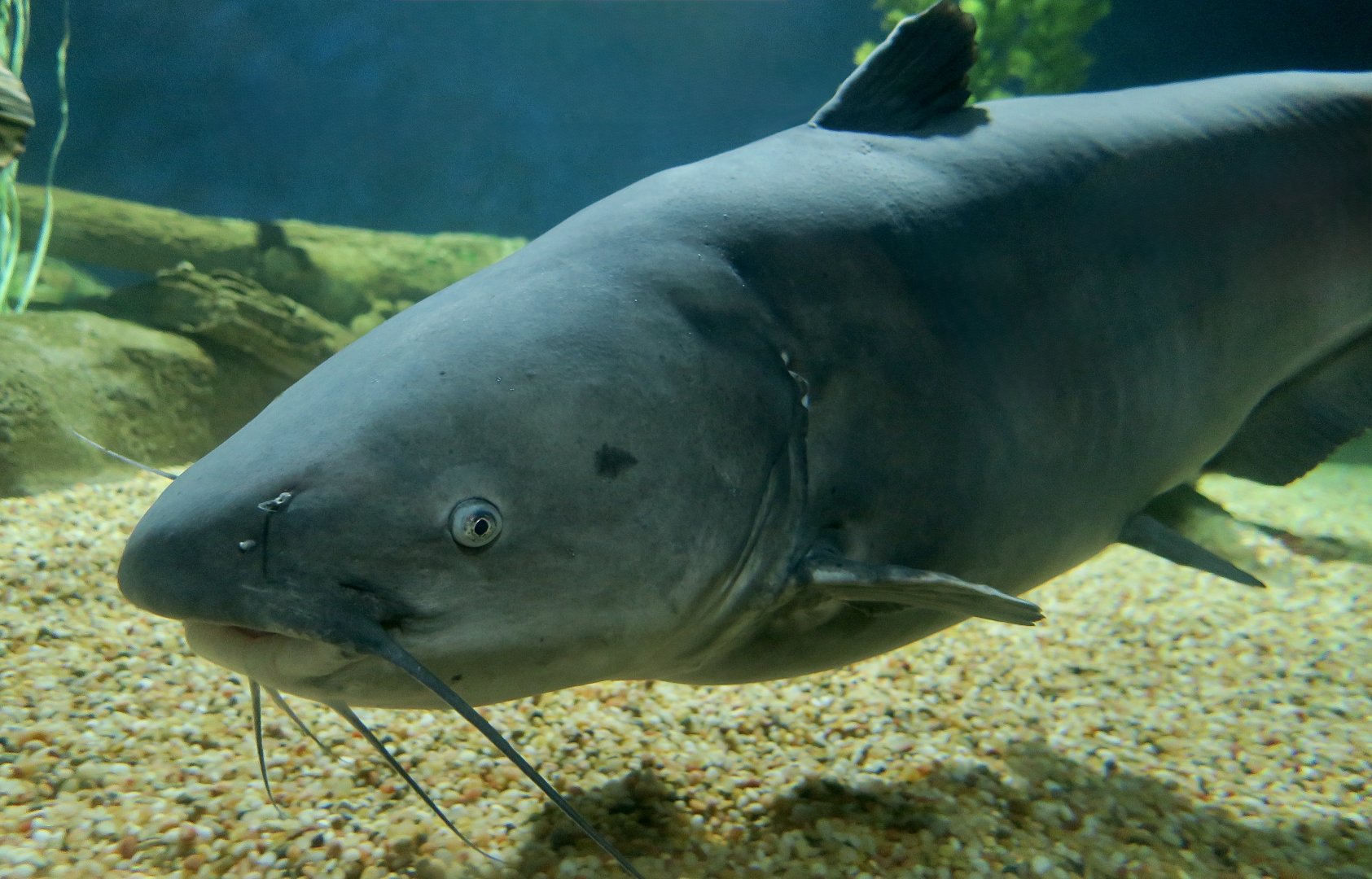Blue Catfish (Ictalurus furcatus)