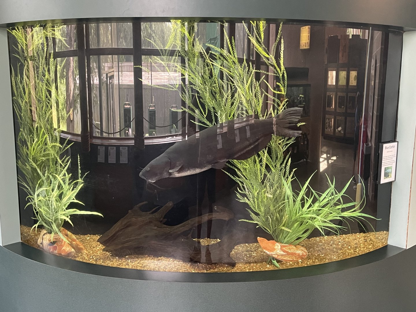 Blue Catfish Tank