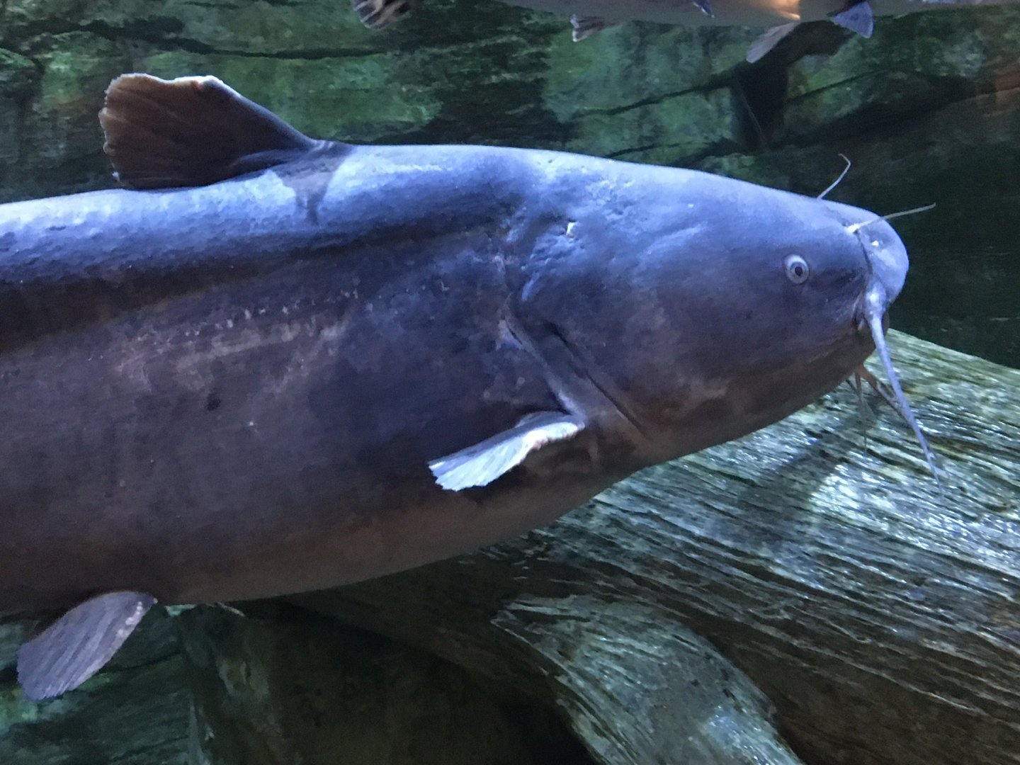 Blue Catfish?
