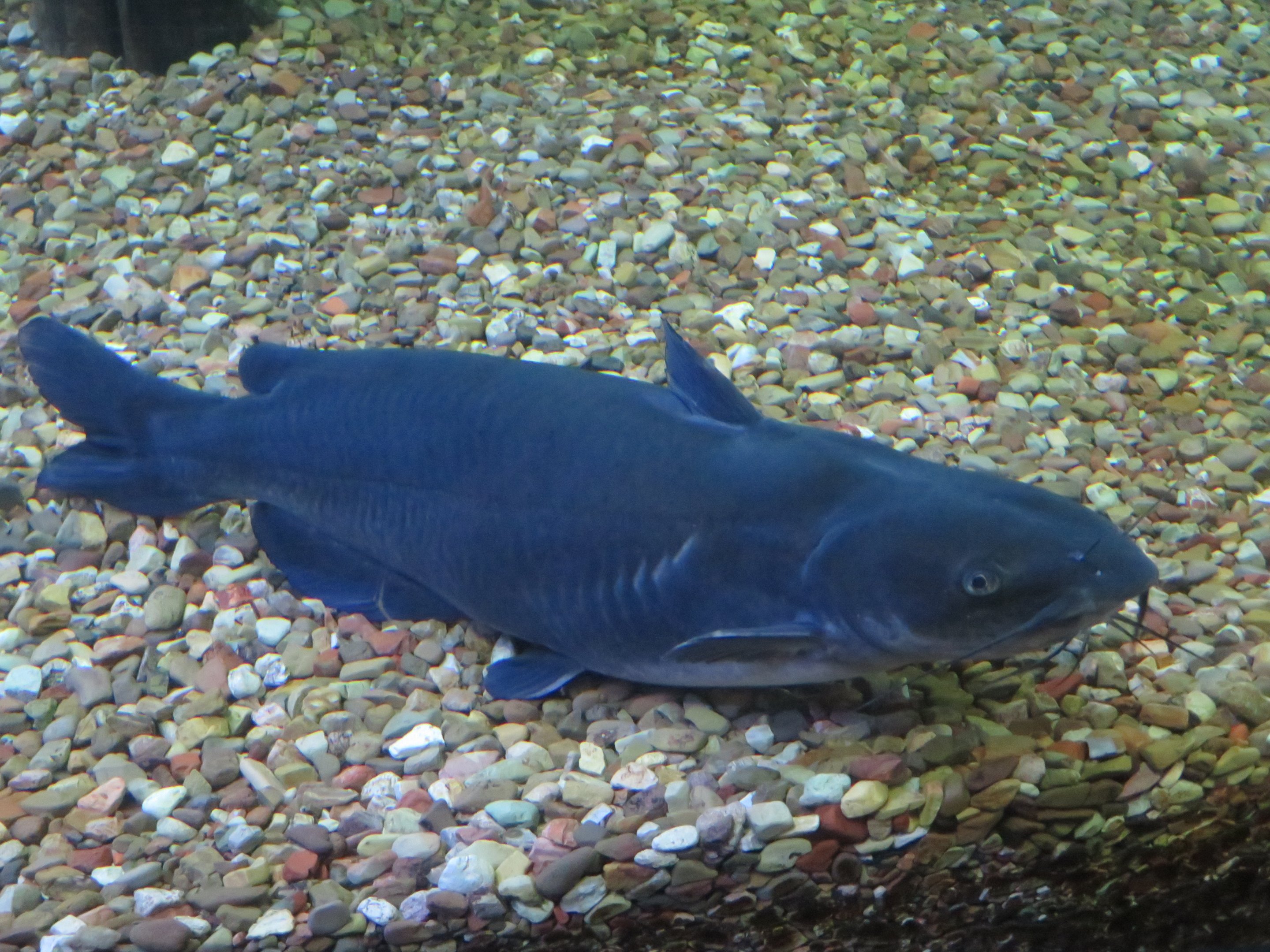 Blue Catfish