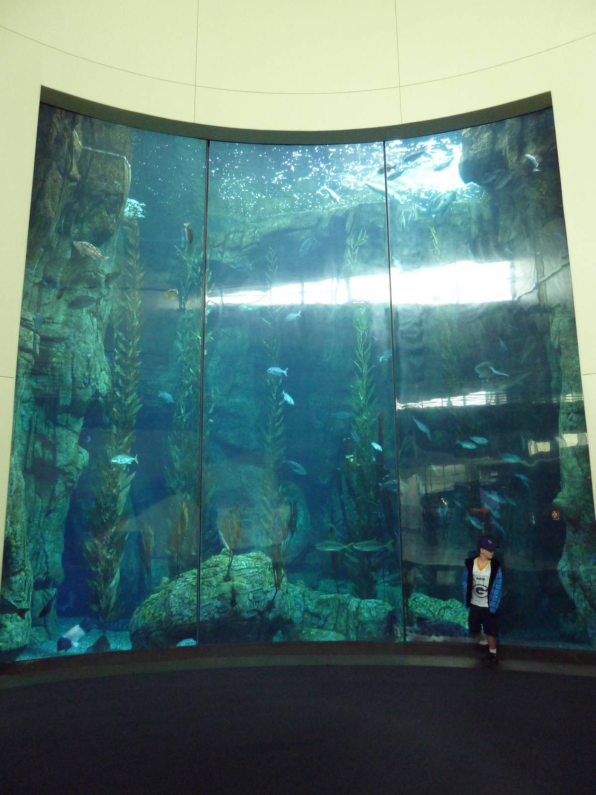 Blue Cavern - Kelp Forest Exhibit